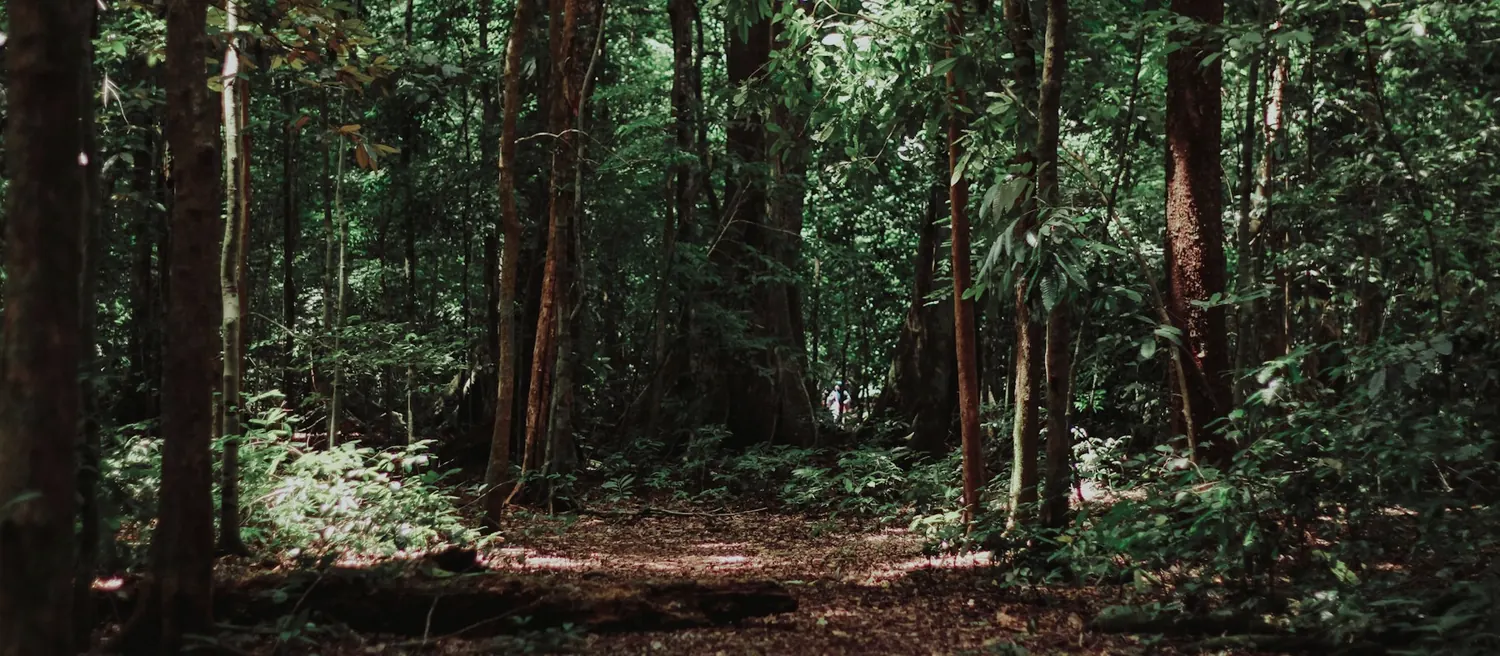 A quiet path winding through tall trees